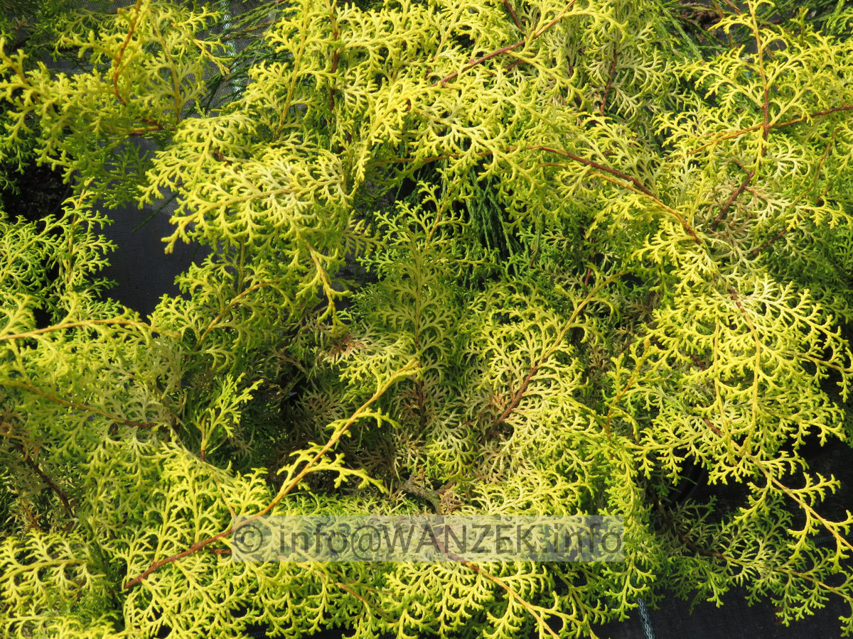 Chamaecyparis obtusa Lucas 01 Mai.JPG